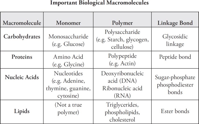 Macromolecule testing lab answer key