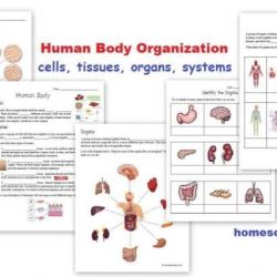 Chapter 3 cells and tissues answer key