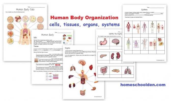 Chapter 3 cells and tissues answer key