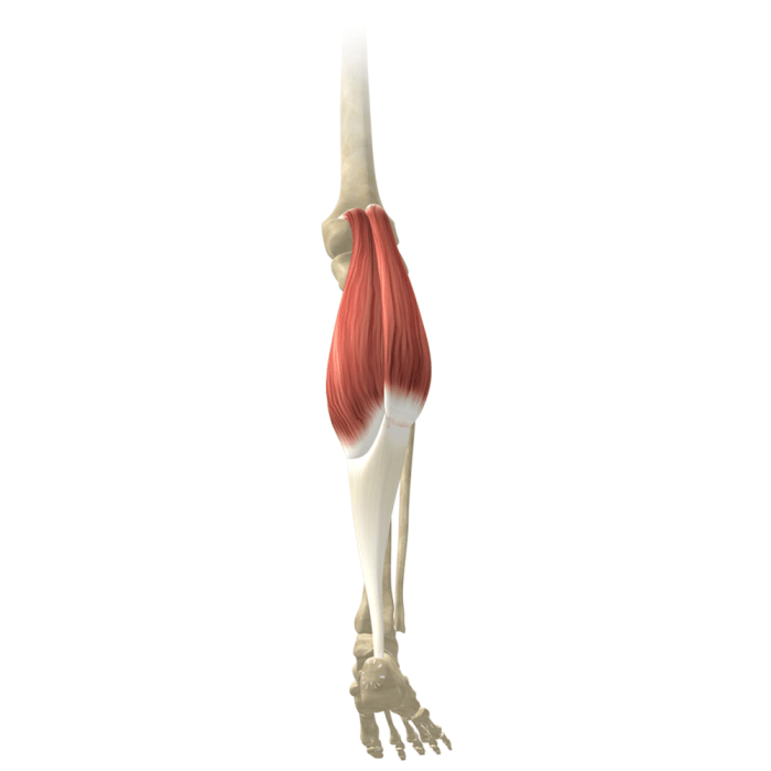 Gastrocnemius muscles muscle yoganatomy actions does belly attachments do