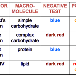 Macromolecule testing lab answer key