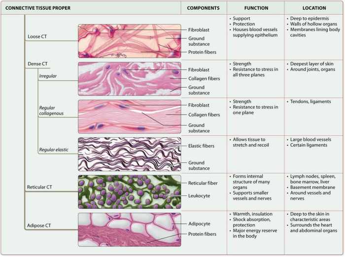 Chapter 3 cells and tissues answer key