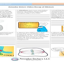 Amoeba sisters video recap of meiosis answer key