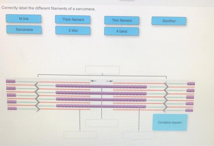 Sarcomere structure muscle online biology