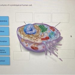 Identify the structures of a prototypical human cell