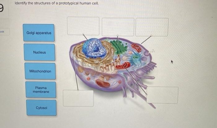 Identify the structures of a prototypical human cell