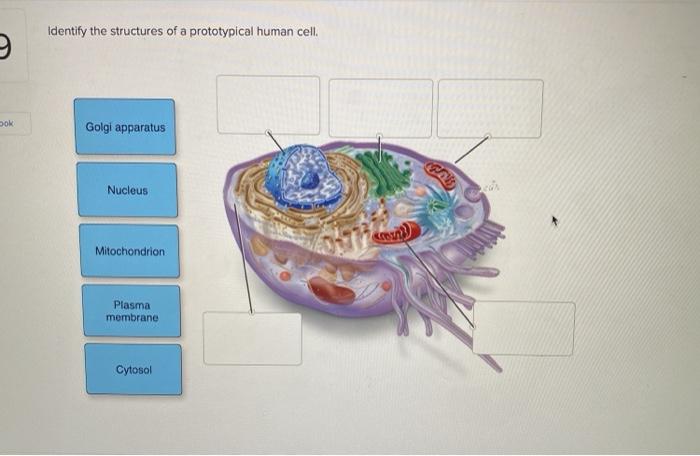 Identify the structures of a prototypical human cell