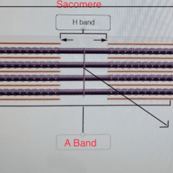 Correctly label the different filaments of a sarcomere