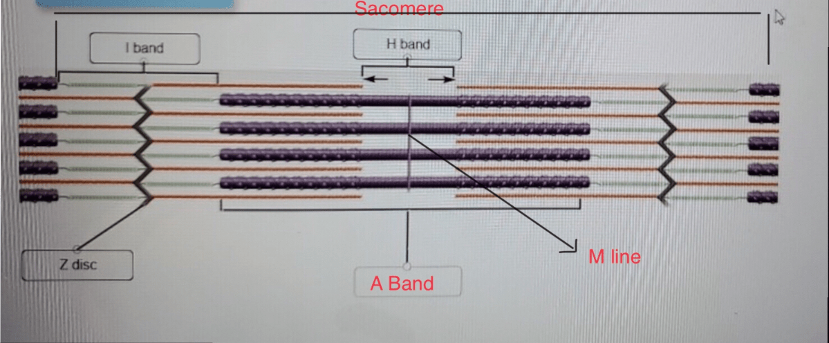 Correctly label the different filaments of a sarcomere