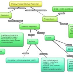 Photosynthesis and cellular respiration concept map