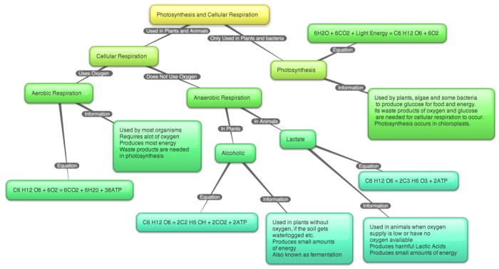 Photosynthesis and cellular respiration concept map