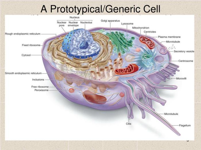 Identify the structures of a prototypical human cell