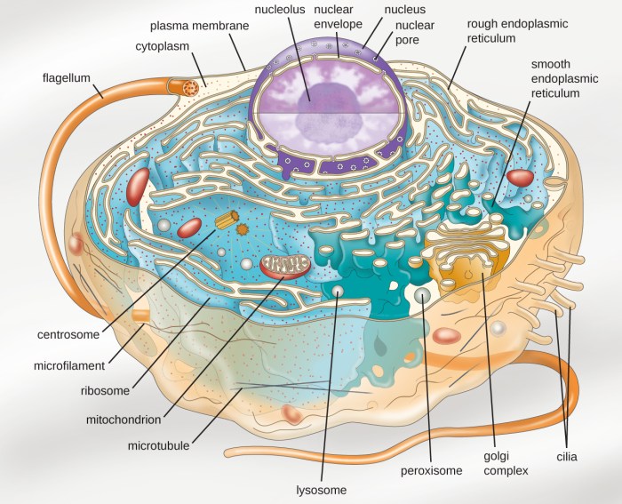 Animal cell structure generalized illustration organelles anatomy generic drawing general biology science human showing college