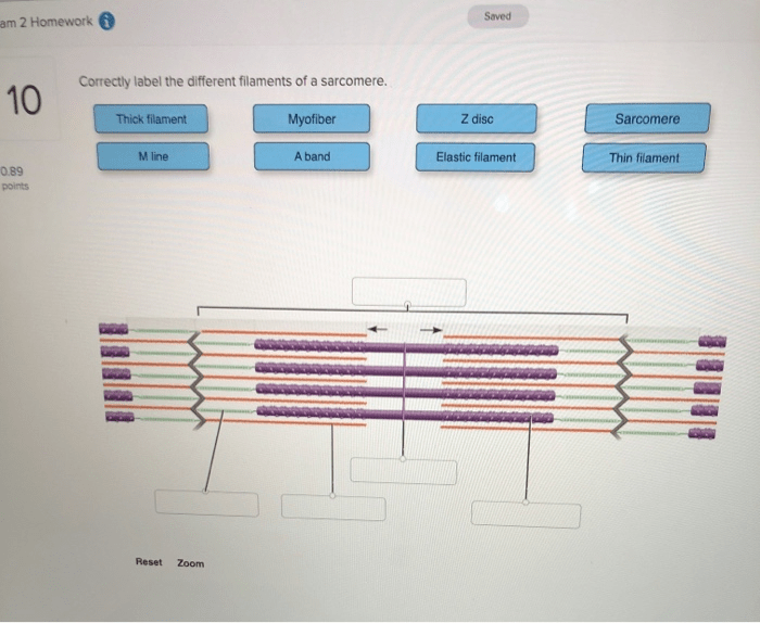 Correctly label the different filaments of a sarcomere