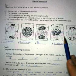 Mitosis worksheet and diagram identification