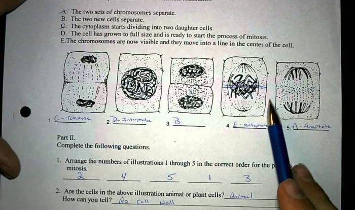 Mitosis worksheet and diagram identification