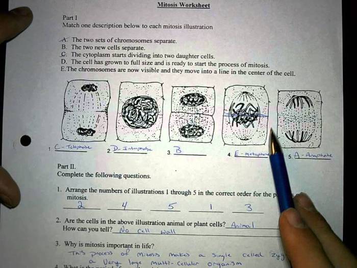 Mitosis worksheet and diagram identification