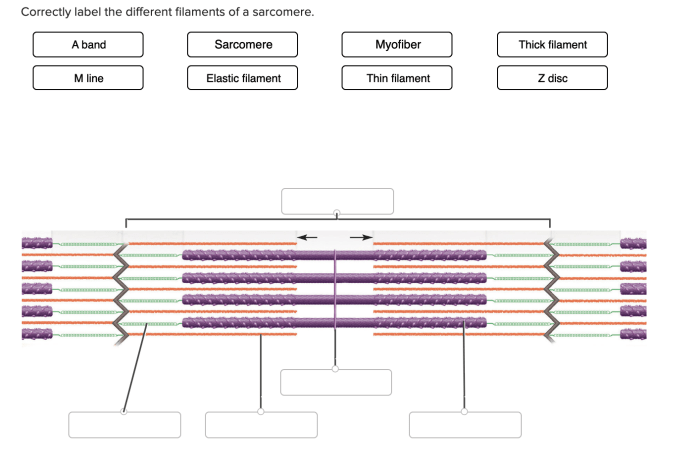 Sarcomere structure diagram line muscle skeletal actin draw filament thin bioninja baller back describe regions showing different membrane questions